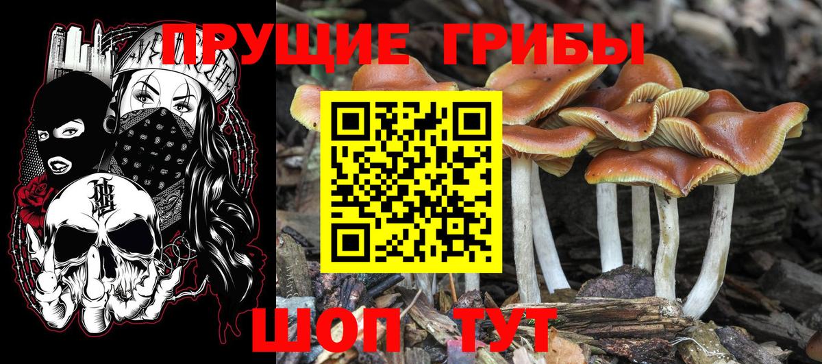 Галлюциногенные грибы Cubensis Лобня